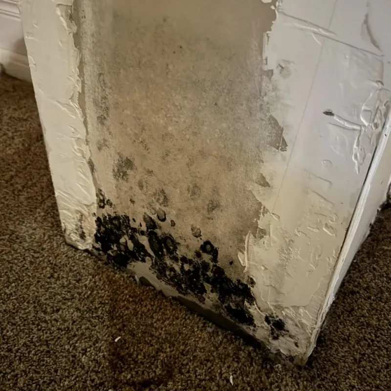 Professional Mold Removal in North Amherst, MA
